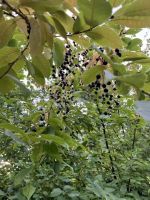 Лот: 25296286. Фото: 15. 3-комн. дача , село Арейское село...