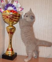 Лот: 5722333. Фото: 2. плюшка шотландская. Животные и уход