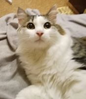 Лот: 25767815. Фото: 4. Четырëхцветный кот!. Красноярск