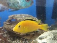 Лот: 7729404. Фото: 4. Лабидохромис Еллоу 3 шт(самец... Красноярск