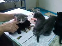 Лот: 4482492. Фото: 4. Отдам милых котят в добрые руки... Красноярск