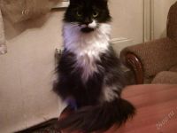 Лот: 1392698. Фото: 3. Котяточки. Растения и животные