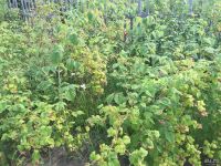 Лот: 7878559. Фото: 5. Земельный участок 8 соток за мкр...