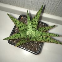 Лот: 16681994. Фото: 3. Алоэ «Snow Flake». Растения и животные