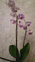 Лот: 8409830. Фото: 7. орхидея фаленопсис F18