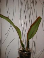 Лот: 1310521. Фото: 2. Blc. Taiwan Queen. Комнатные растения и уход