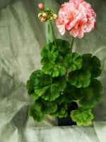 Лот: 4069728. Фото: 5. Зональная пеларгония Tara Caws...