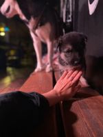 Лот: 16795888. Фото: 2. Щенки хаски, немецкая овчарка. Животные и уход