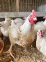 Лот: 16045524. Фото: 6. Тушка цыплёнка бройлера домашнего