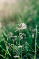 Лот: 17819414. Фото: 4. Canon 50mm 1.8 stm
