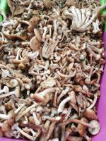 Лот: 14531225. Фото: 2. Опята. Продукты