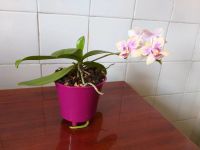 Лот: 13944837. Фото: 4. Орхидея фаленопсис желто-фиолетовая. Красноярск