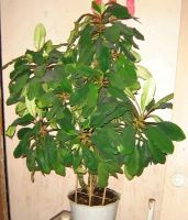 Лот: 9949211. Фото: 3. 2 в 1: молочай беложилковый... Растения и животные