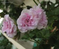 Лот: 5297742. Фото: 4. Плющелистная пеларгония "Chiffon... Красноярск
