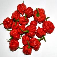 Лот: 13682903. Фото: 3. Carolina Reaper (Каролина рипер... Для дачи, дома, огорода, бани, парка