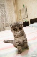 Лот: 8425945. Фото: 2. Шотландская кошечка 4 месяца. Животные и уход