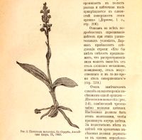 Лот: 18297401. Фото: 10. Мечников И.И. Этюды о природе...