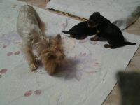 Лот: 7769453. Фото: 6. Йоркширский терьер