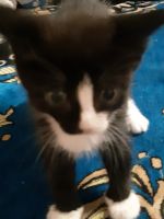 Лот: 15312971. Фото: 2. Котёнок. Животные и уход