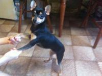 Лот: 3629133. Фото: 2. Той терьер. Животные и уход