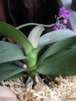 Лот: 16647052. Фото: 3. Орхидея Мукалла. Растения и животные