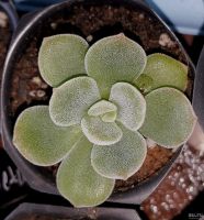 Лот: 4232357. Фото: 4. Эхеверия пульвината (Echeveria... Красноярск