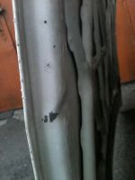 Лот: 4481043. Фото: 5. капот toyota vista 50ые кузова