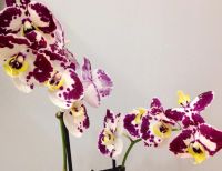 Лот: 6429335. Фото: 2. Орхидея крапчатая с лимонной губой... Комнатные растения и уход