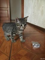 Лот: 10266946. Фото: 3. Котята. Растения и животные
