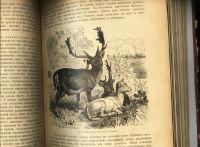 Лот: 15718667. Фото: 19. Происхождение животного мира доктора...