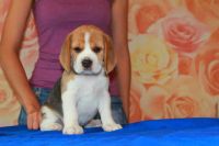 Лот: 7814411. Фото: 2. Щенки Бигля от чемпиона мира 2016. Животные и уход