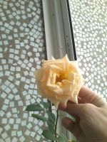 Лот: 7036841. Фото: 4. Отростки розы пророщеные. Красноярск
