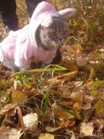 Лот: 9783092. Фото: 3. Шотландская вислоухая кошка. Растения и животные