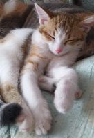 Лот: 17705416. Фото: 3. Кошечка котенок черепашка. Растения и животные