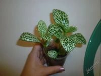 Лот: 1359160. Фото: 2. фиттония *. Комнатные растения и уход