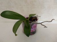 Лот: 13430481. Фото: 2. Орхидея. Комнатные растения и уход