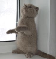 Лот: 4076291. Фото: 4. Вислоухая красавица). Красноярск