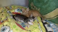 Лот: 9996864. Фото: 2. Котята (кошки). Животные и уход