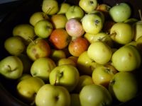 Лот: 19436469. Фото: 2. Два больших ведра ранета по 13... Продукты