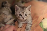Лот: 9763726. Фото: 4. Британский Котенок (Британец). Красноярск
