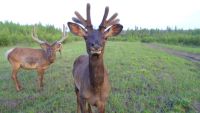 Лот: 9355661. Фото: 3. Панты. пантокрин сибирского марала... Красота и здоровье