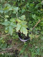 Лот: 19442518. Фото: 7. ежемалина N 11