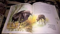 Лот: 10091832. Фото: 6. Книга "Животный мир Азии"
