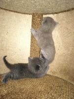Лот: 11459571. Фото: 3. Британские котята. Растения и животные