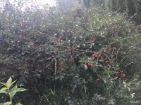 Лот: 7878559. Фото: 6. Земельный участок 8 соток за мкр...