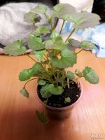 Лот: 13315021. Фото: 2. Кампанула биколор. Комнатные растения и уход