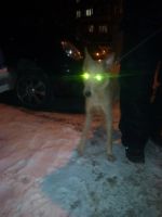 Лот: 11084120. Фото: 2. 23.02.2018 Найдена Собака в Суворова... Животные и уход