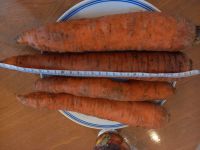 Лот: 19927192. Фото: 2. Крупная отборная морковь со своего... Продукты