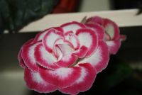 Лот: 4331596. Фото: 2. Глоксиния красно-белая (цветущая... Комнатные растения и уход