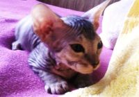 Лот: 1380305. Фото: 3. Котята Донские сфинксята. Растения и животные